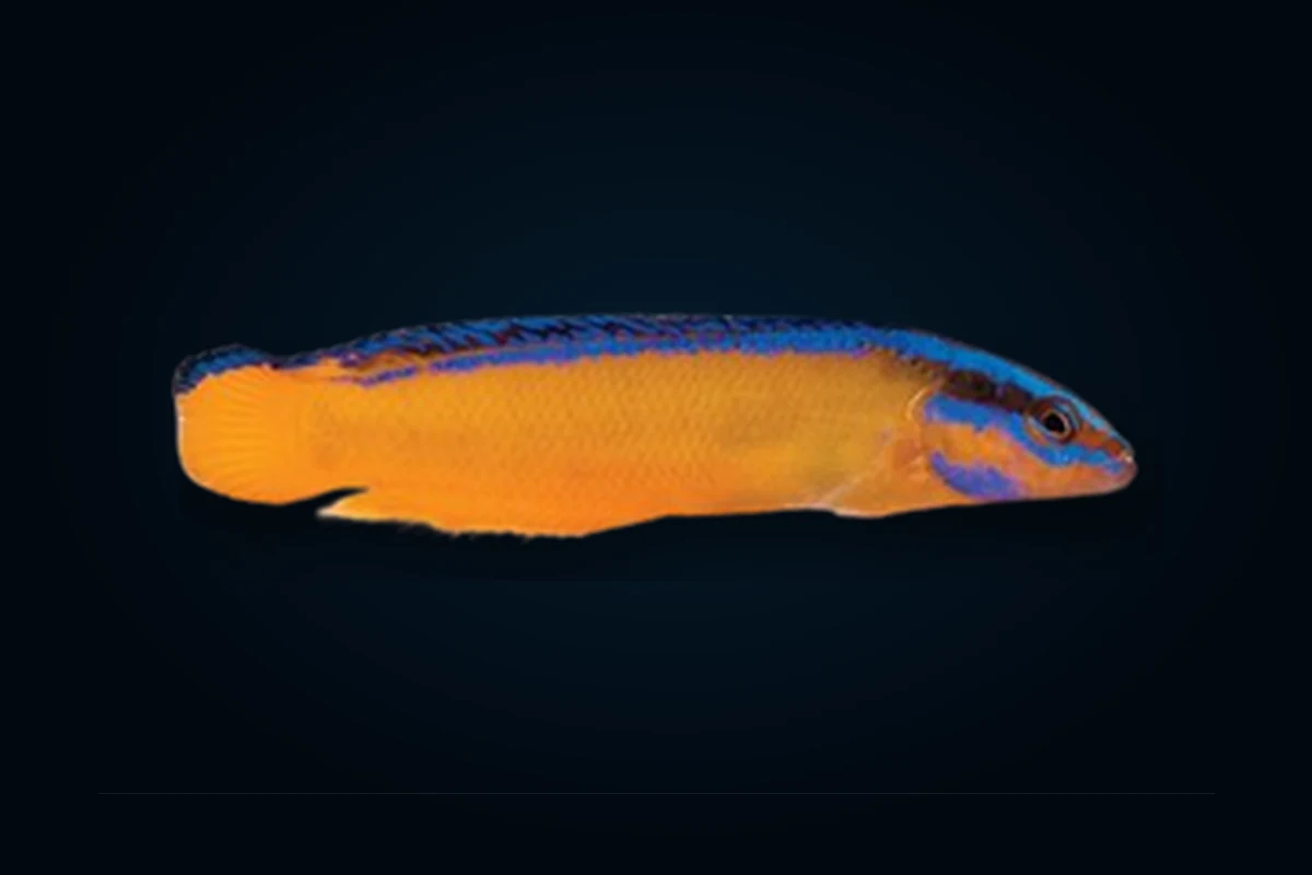 Aldabraensis, Pseudochromis aldabraensis