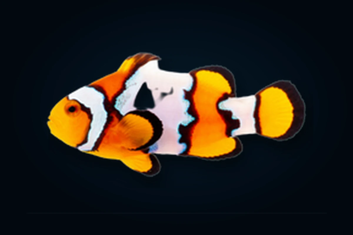 Black Ice, Amphiprion ocellaris