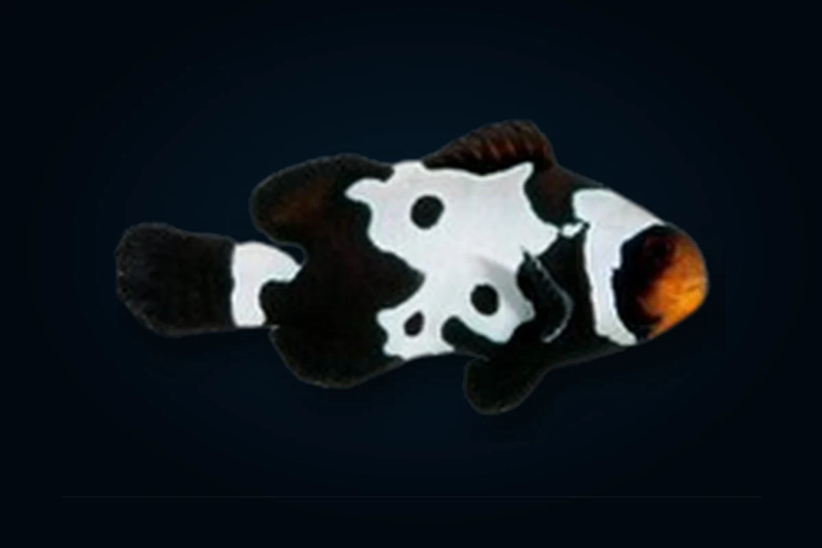 Black Snowflake Premium, Amphiprion ocellaris
