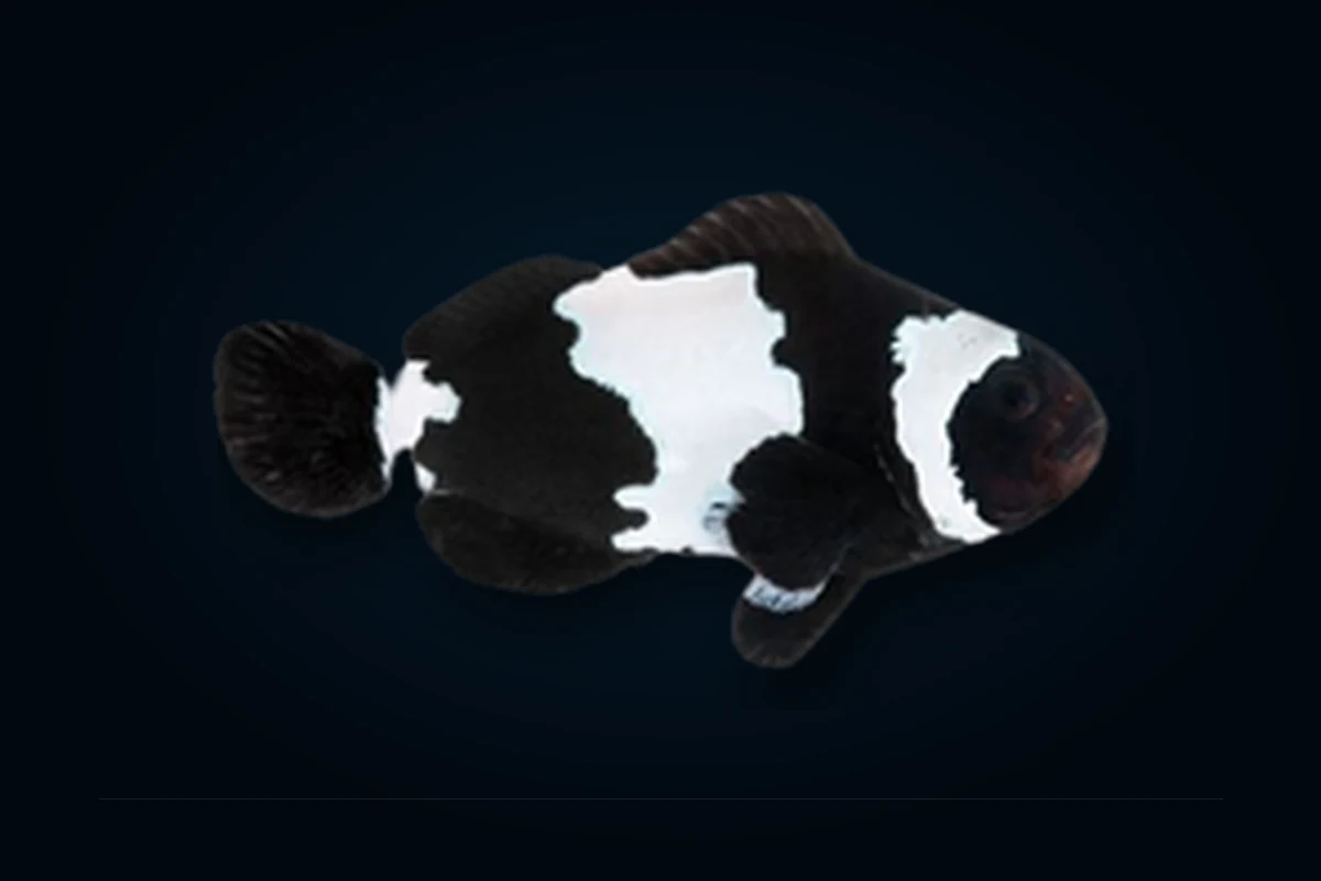 Black Snowflake, Amphiprion ocellaris