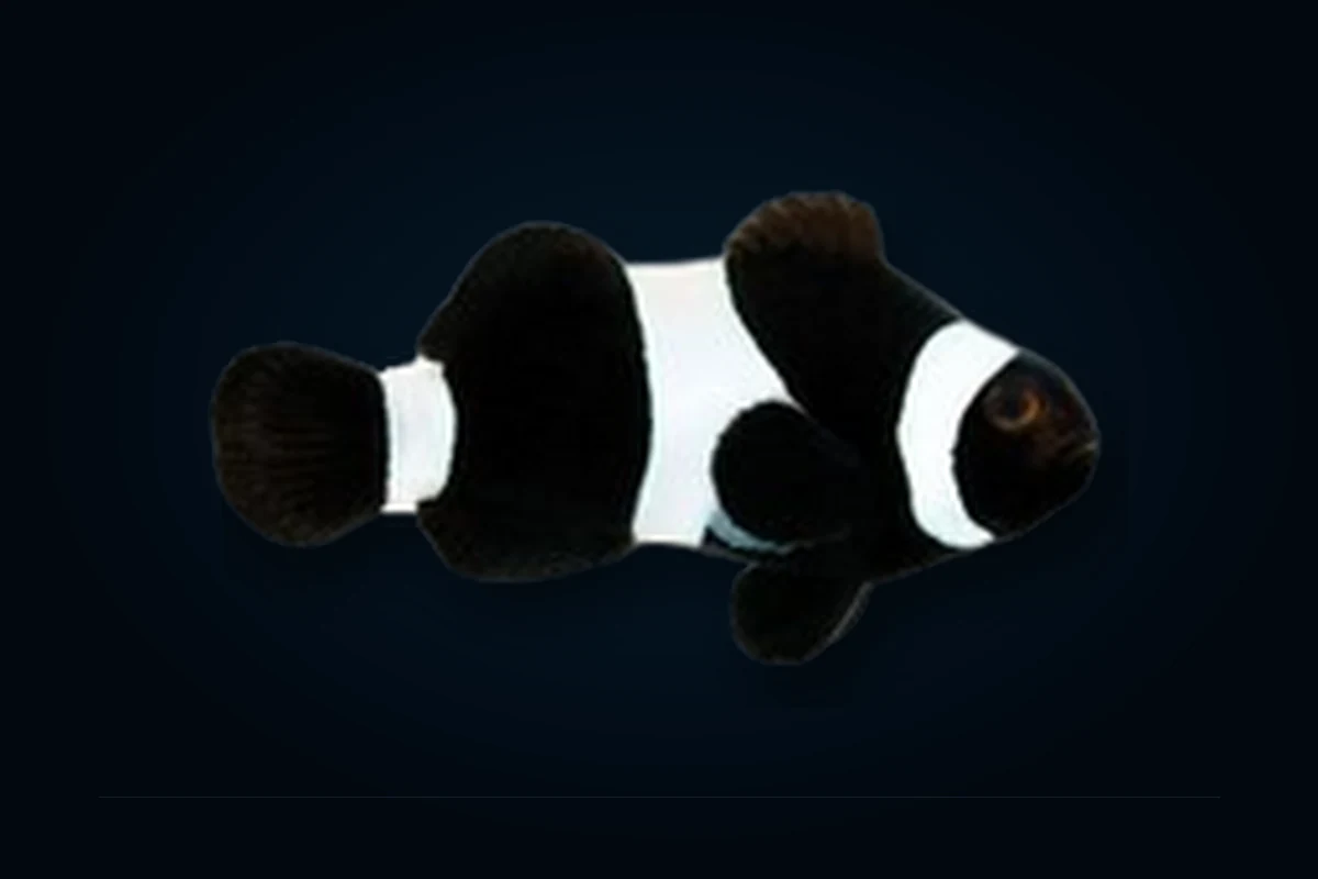 Black, Amphiprion ocellaris