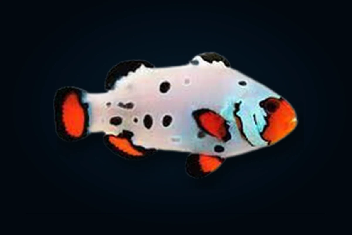 Bullet Hole, Amphiprion ocellaris