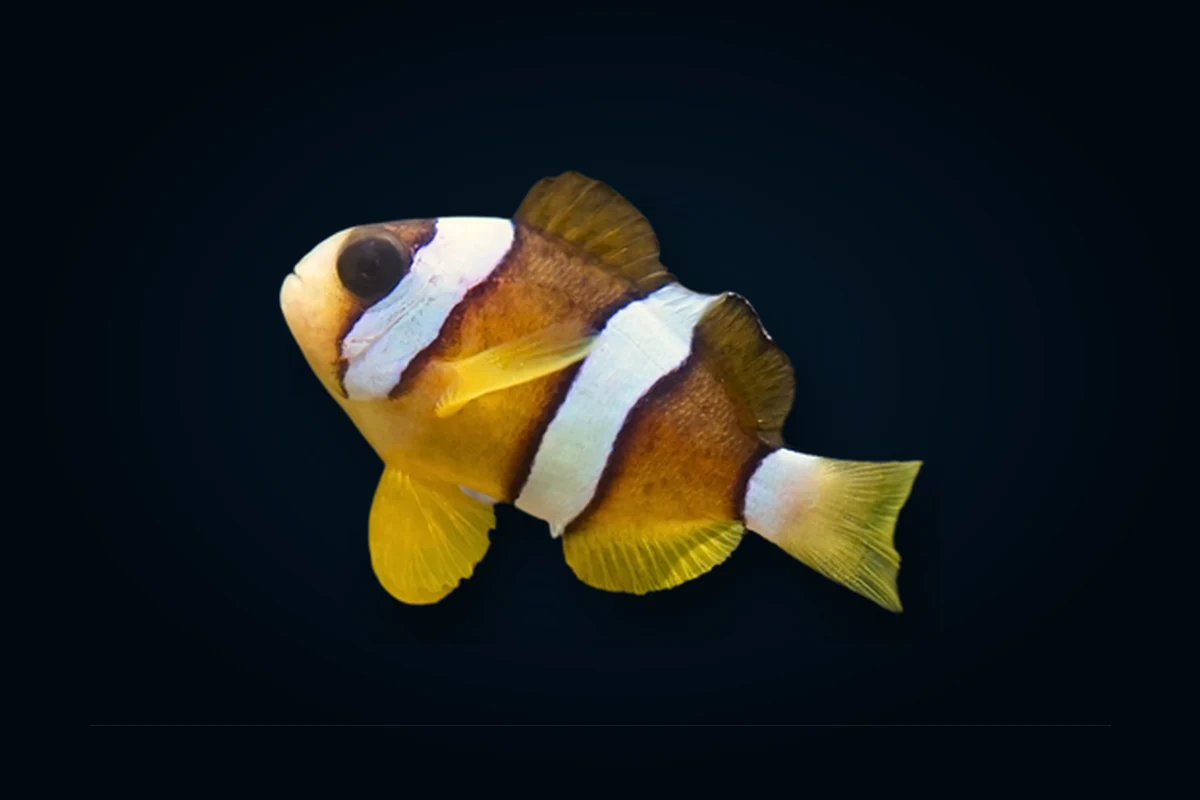 Clarkii, Amphiprion clarkii