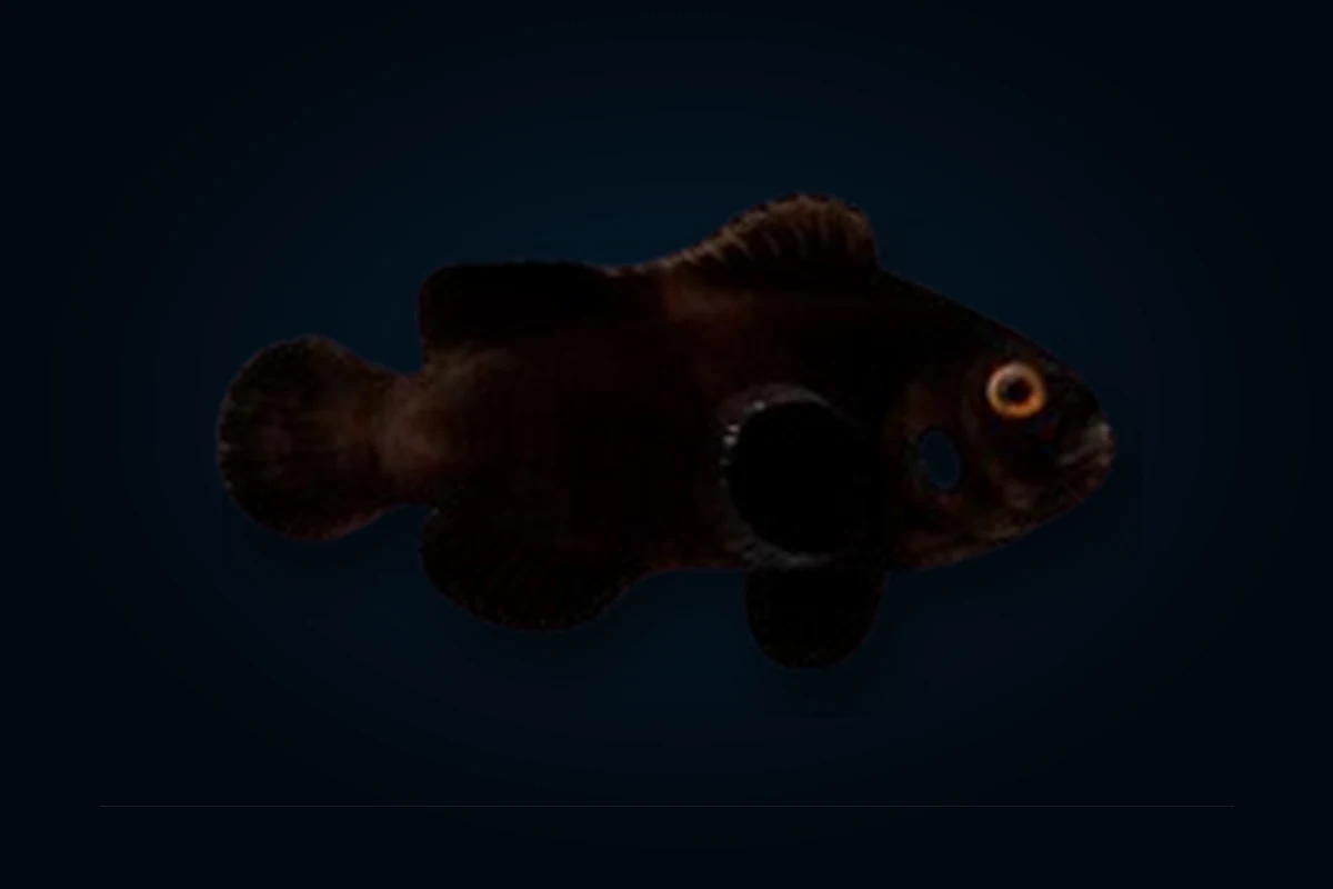 Dominó Black, Amphiprion ocellaris