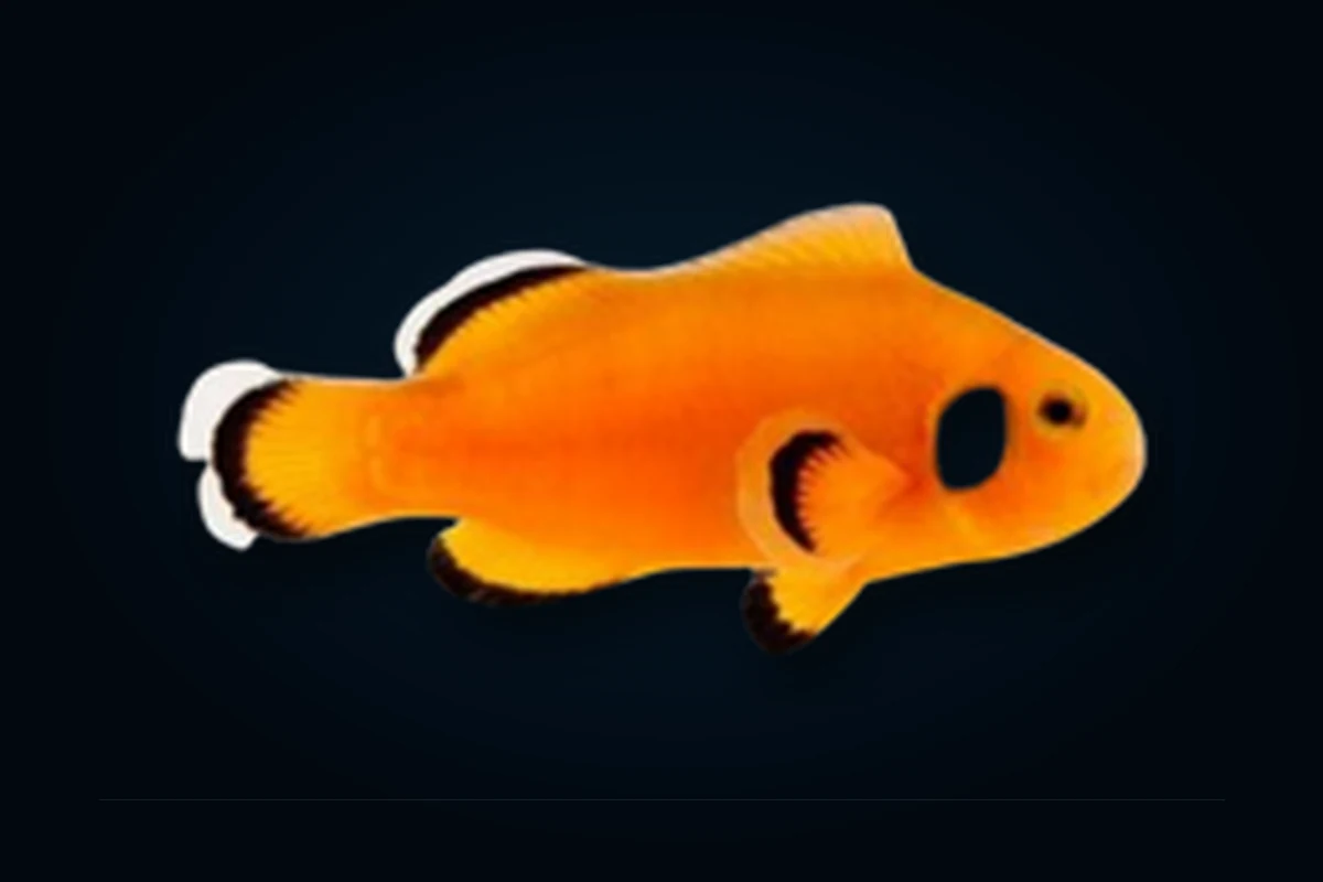 Dominó, Amphiprion ocellaris