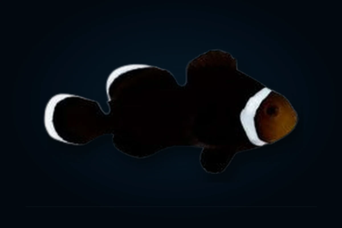 Extreme Misbar Black, Amphiprion ocellaris