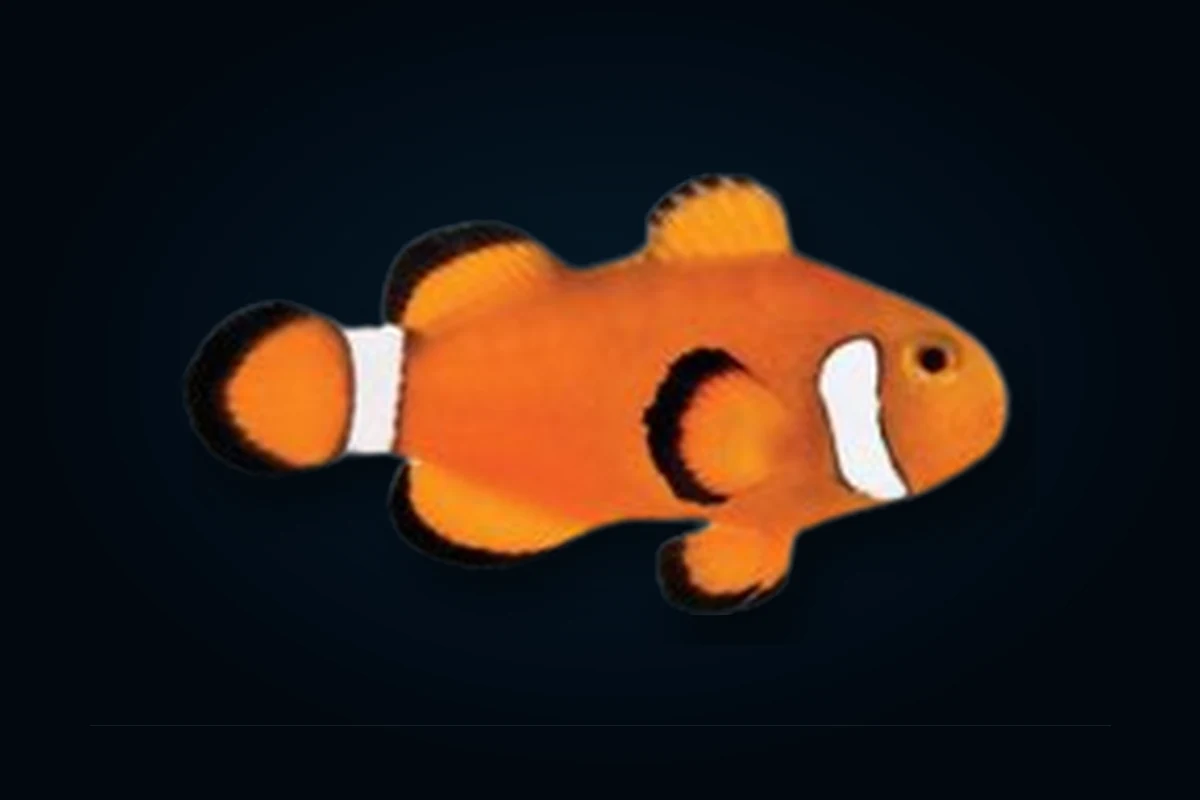 Extreme Misbar Ocellaris, Amphiprion ocellaris