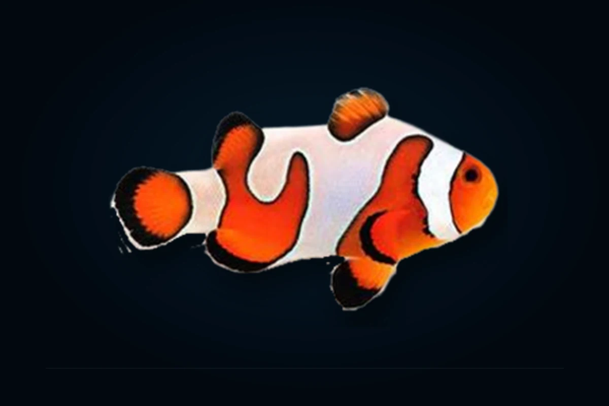 Fancy, Amphiprion percula