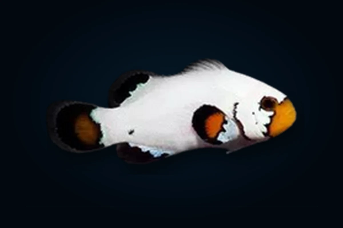 Flurry, Amphiprion ocellaris