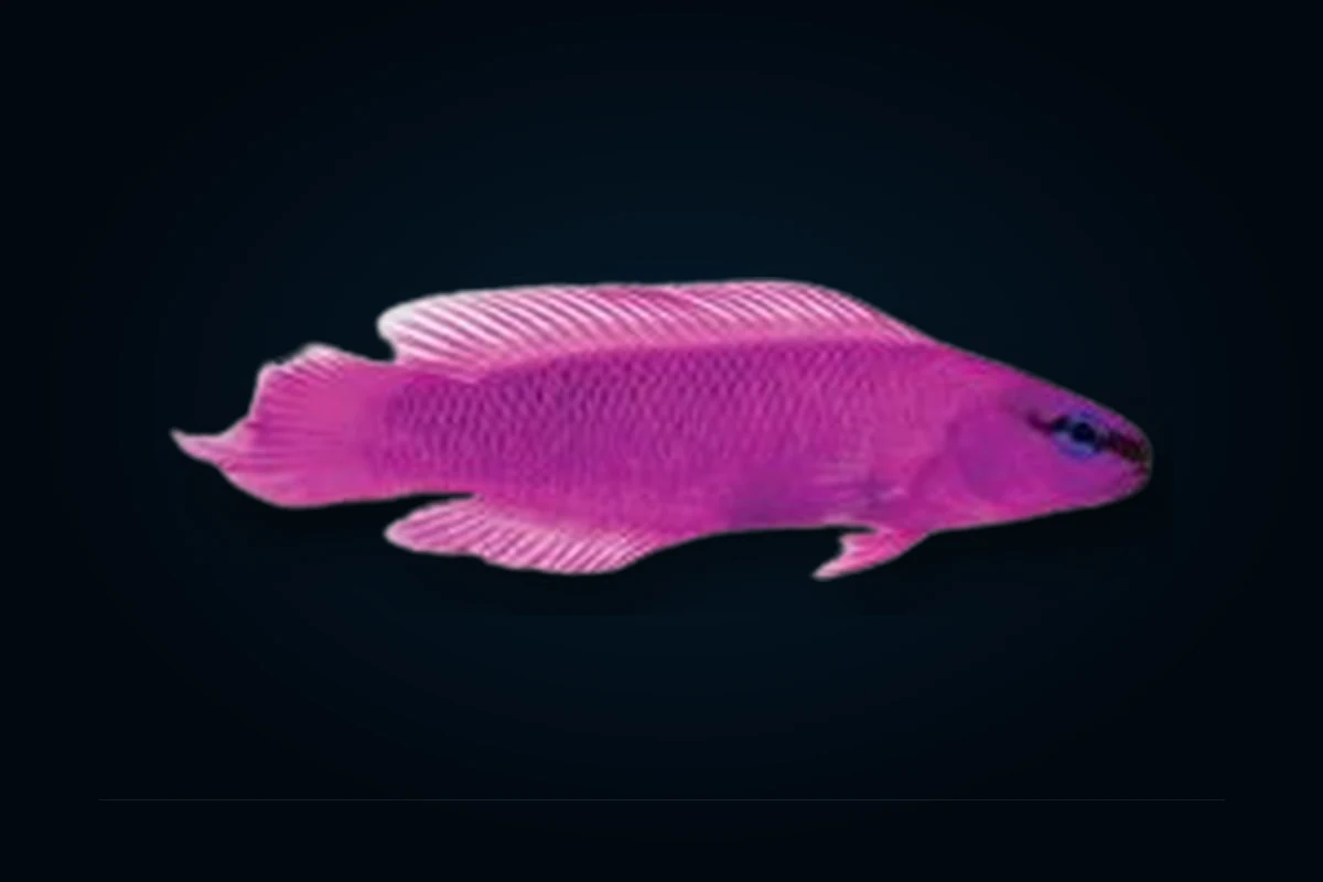 Fridmani, Pseudochromis fridmani