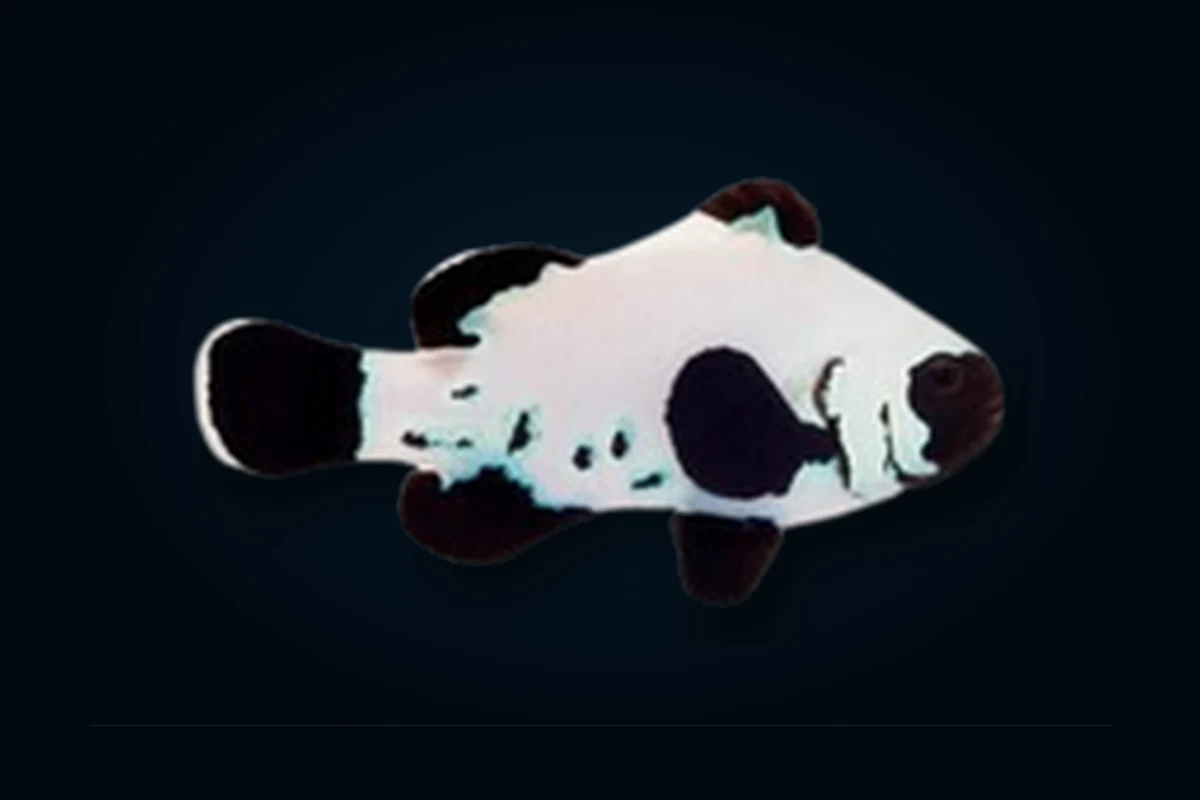 Frostbite Black, Amphiprion ocellaris