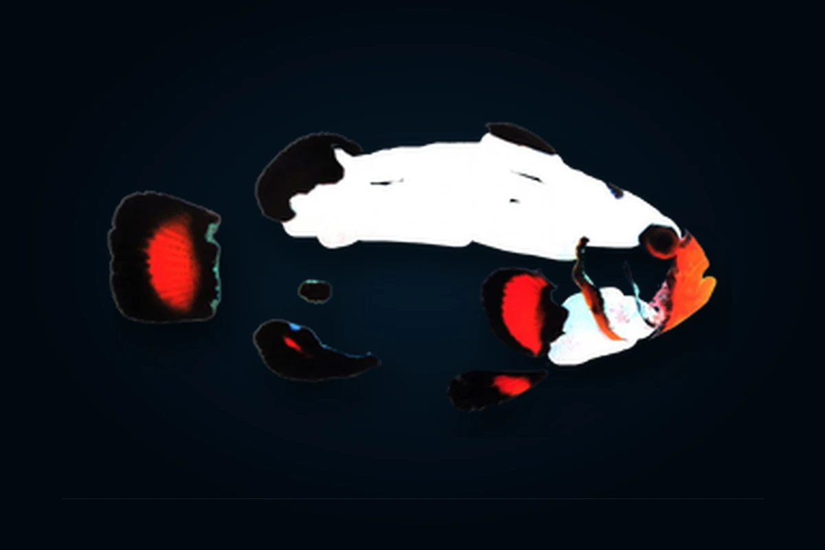 Frostbite Orange, Amphiprion ocellaris