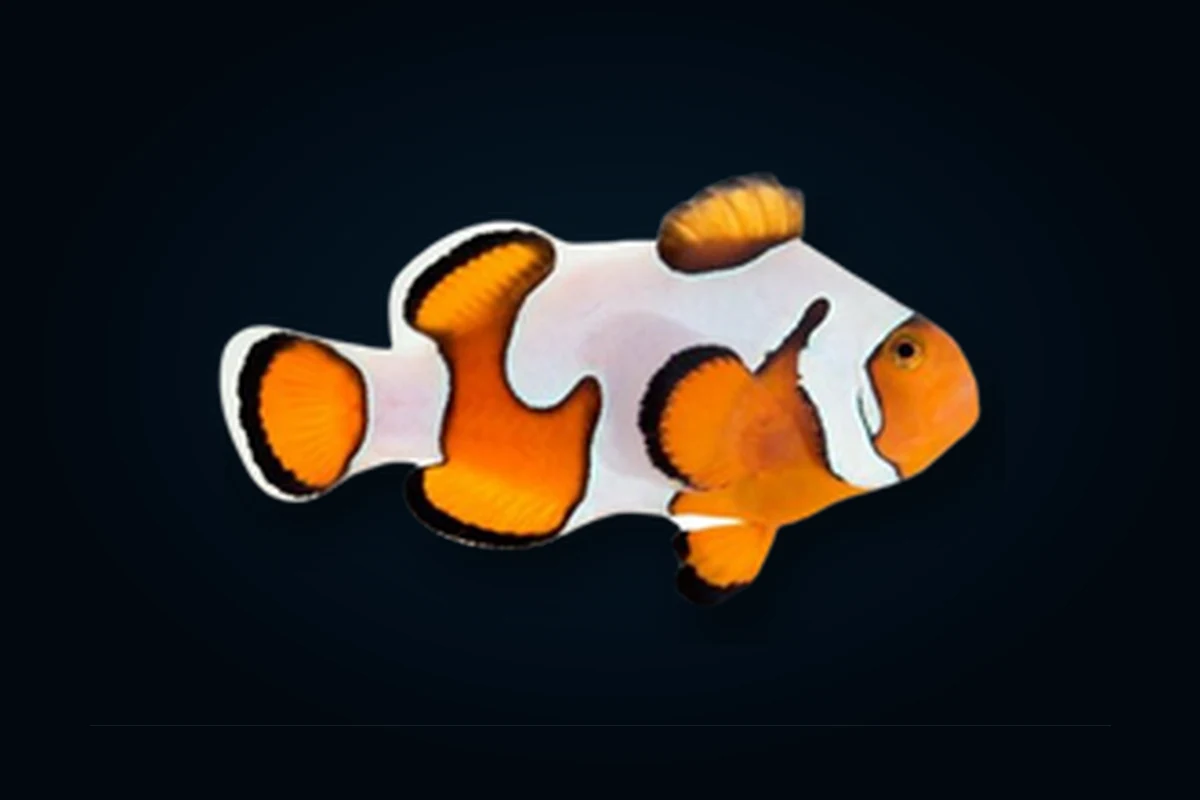 Gladiator, Amphiprion percula