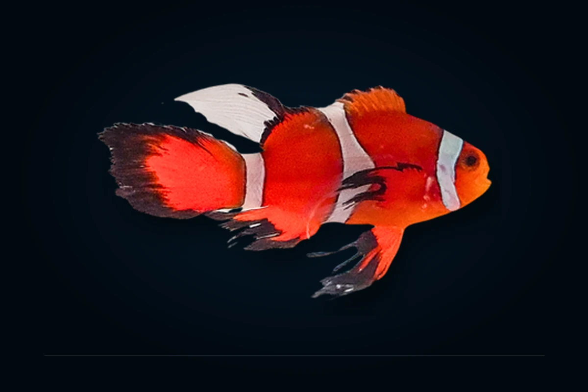 Longfin, Amphiprion ocellaris