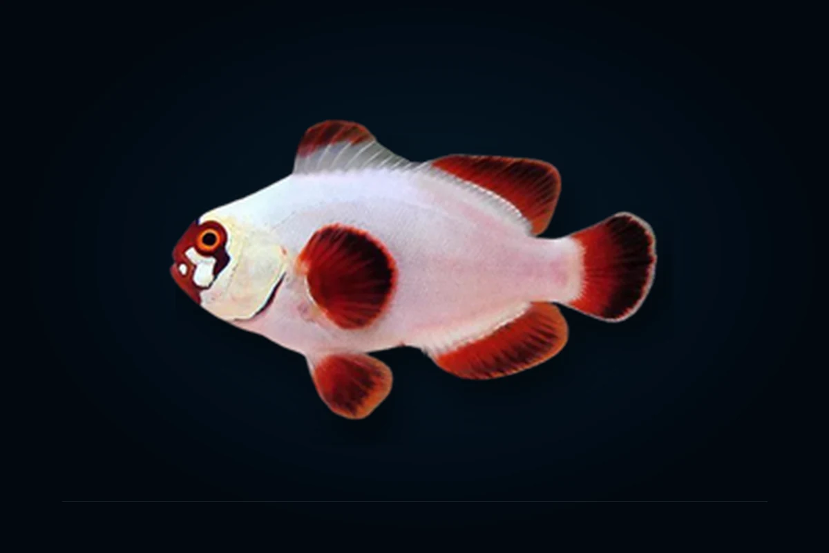 Maroon Ghost Premium, Premnas biaculeatus