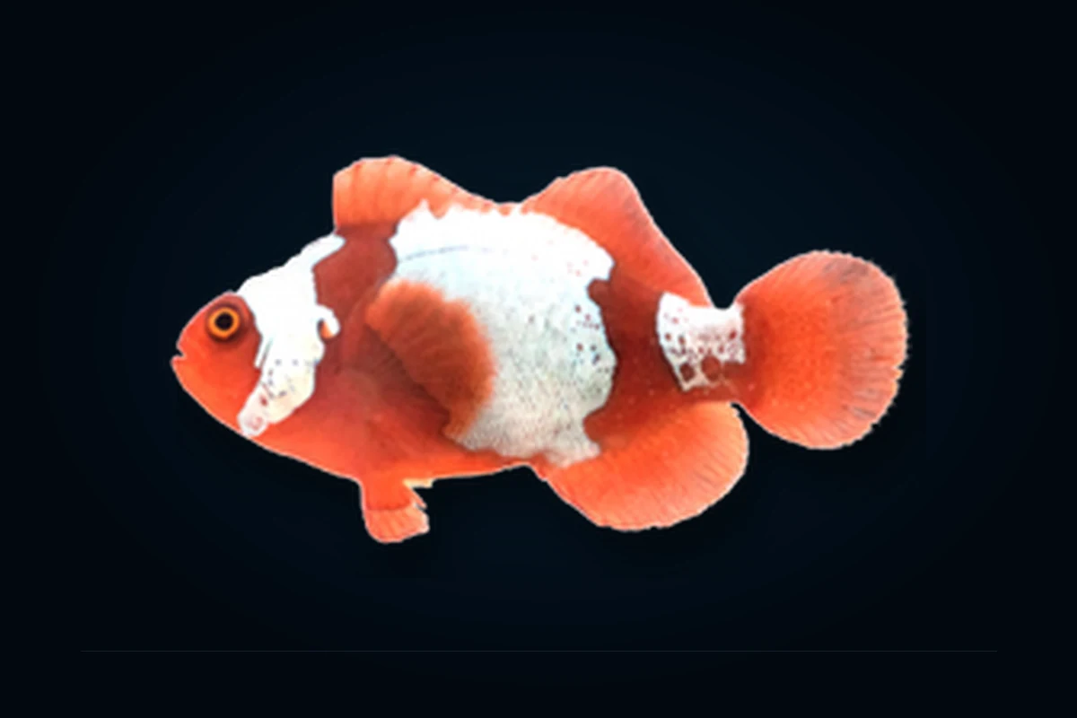 Maroon Ghost, Premnas biaculeatus