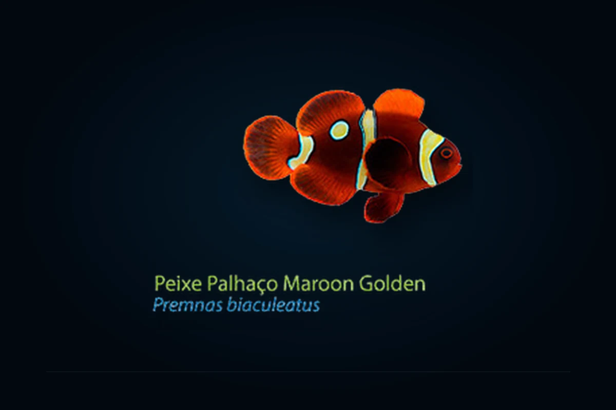 Maroon Golden, Premnas biaculeatus