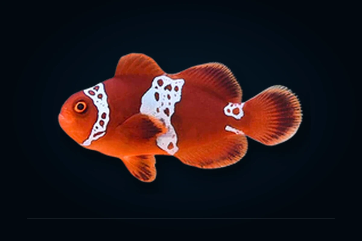 Maroon Lightning, Premnas biaculeatus