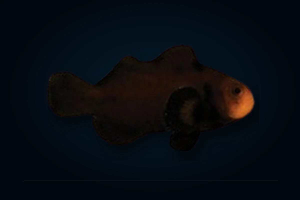 Midnight, Amphiprion ocellaris
