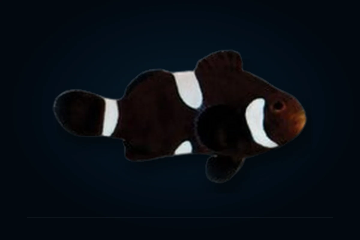 Misbar Black, Amphiprion ocellaris