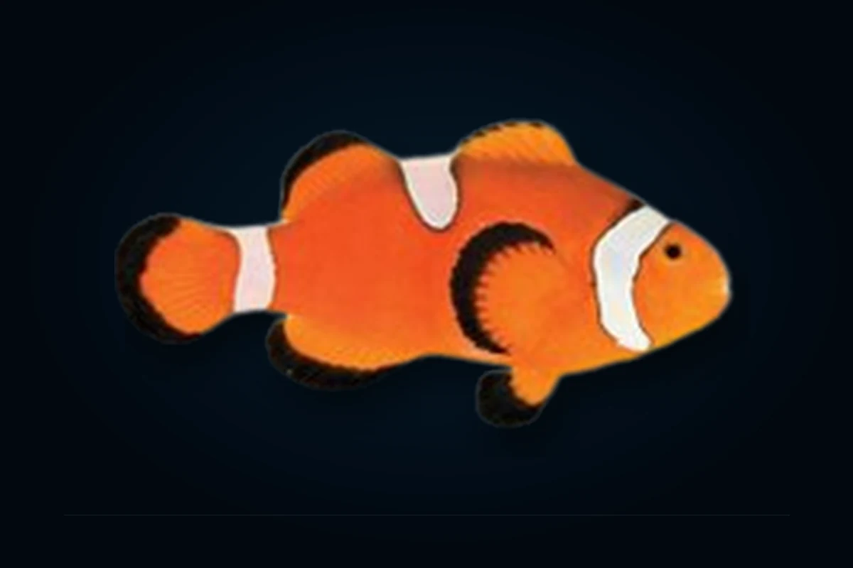 Misbar Ocellaris, Amphiprion ocellaris