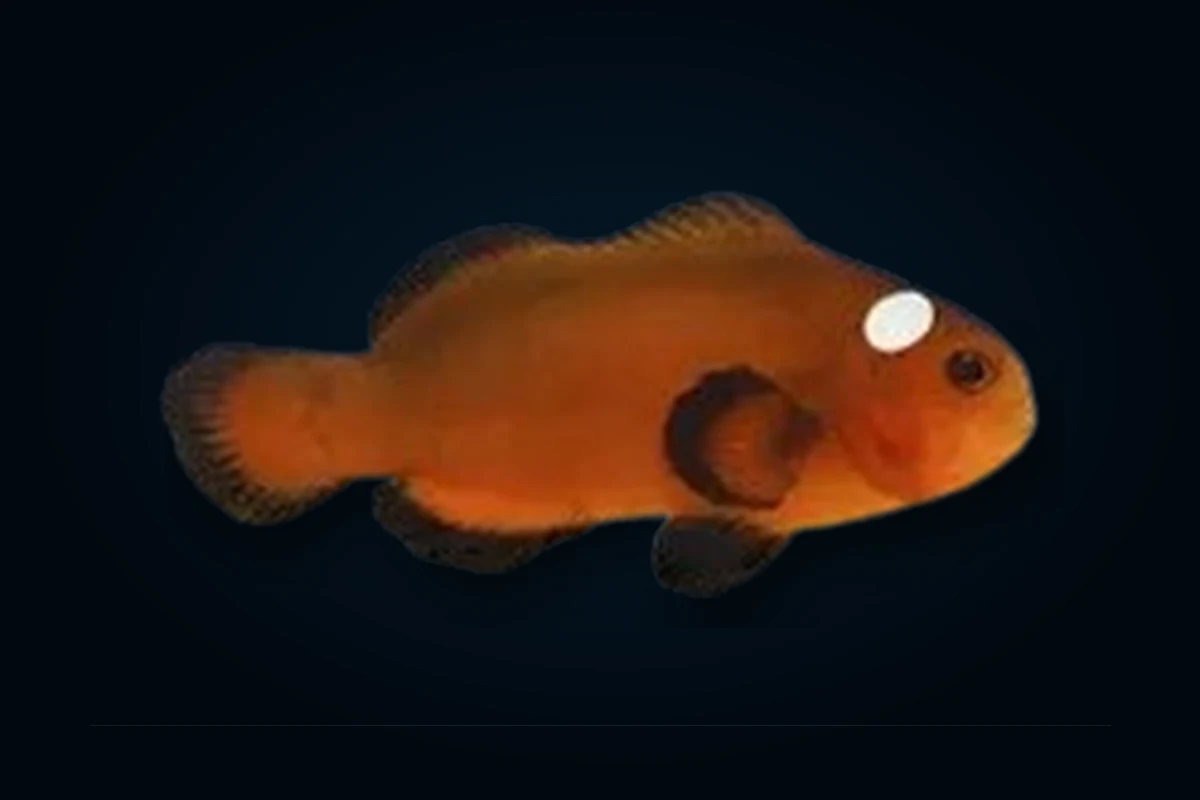 Mocha Dominó, Amphiprion ocellaris