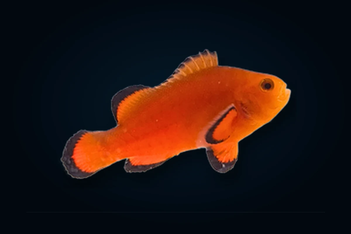 Naked, Amphiprion ocellaris
