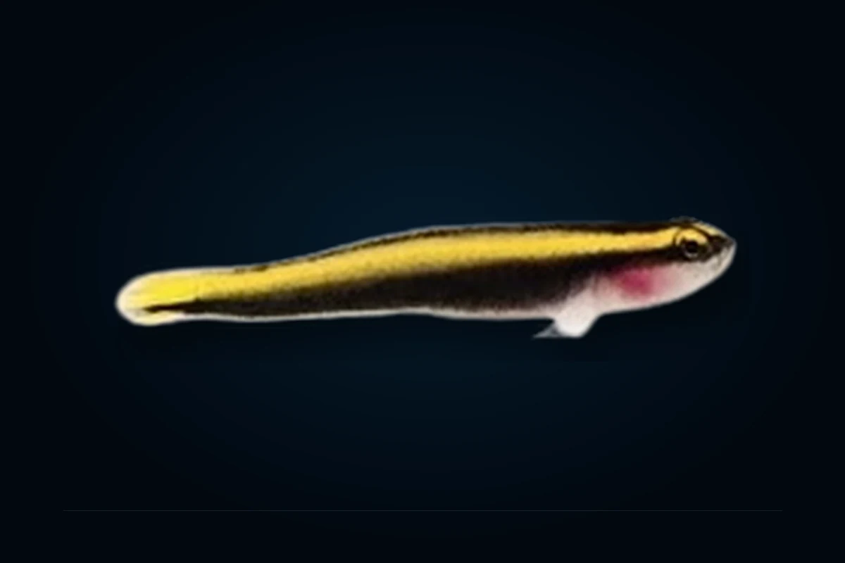 Neon Goby Amarelo, Elacatinus figaro