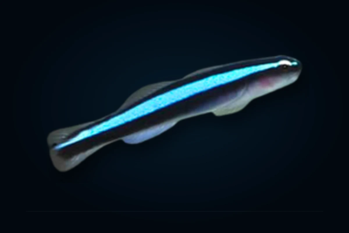 Neon Goby Azul, Elacatinus oceanops