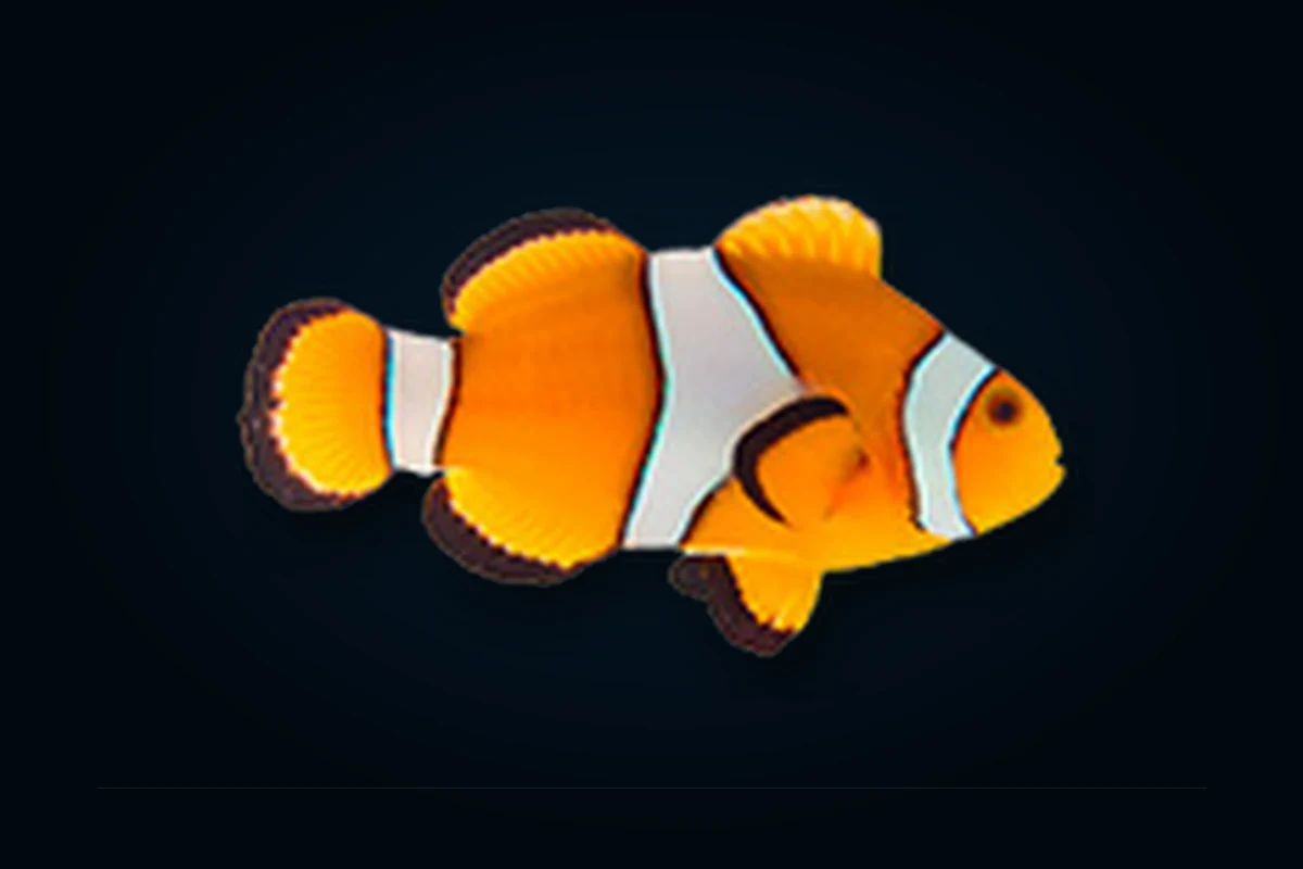 Ocellaris, Amphiprion ocellaris
