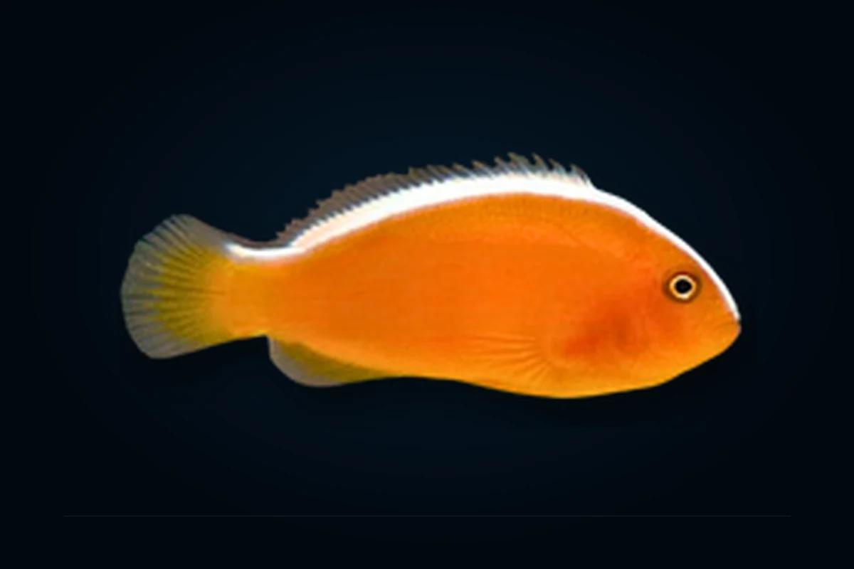 Orange Skunk, Amphiprion sandaracinos
