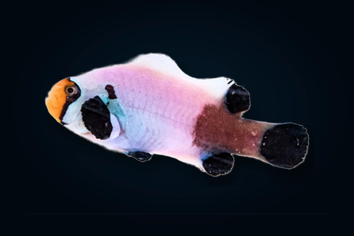 Panda, Amphiprion percula