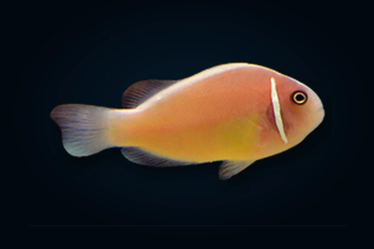Pink Skunk, Amphiprion perideraion
