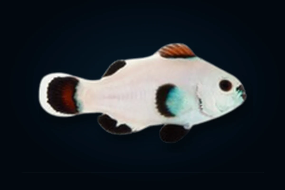 Platinum Storm, Amphiprion ocellaris