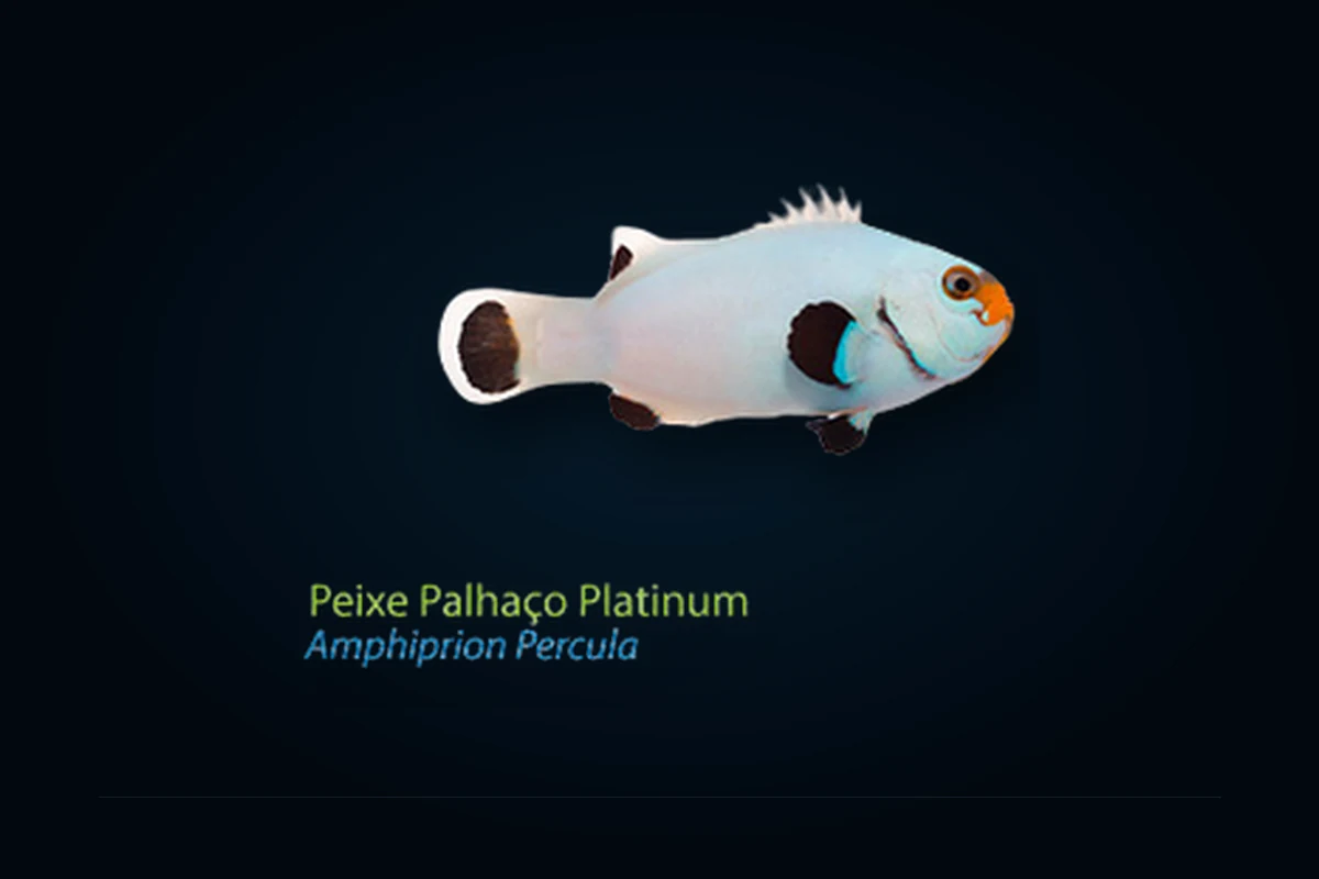 Platinum, Amphiprion percula