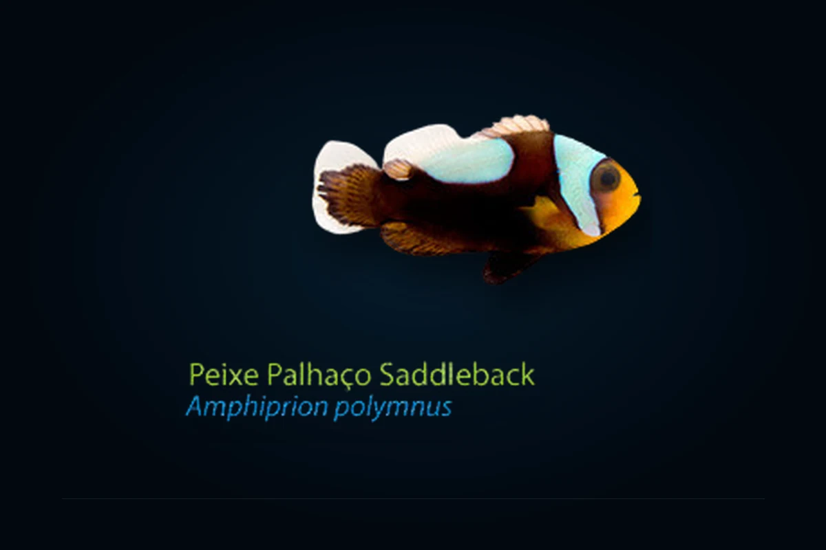 Saddleback, Amphiprion polymnus