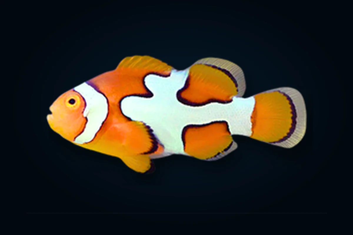 Semi Picasso, Amphiprion percula
