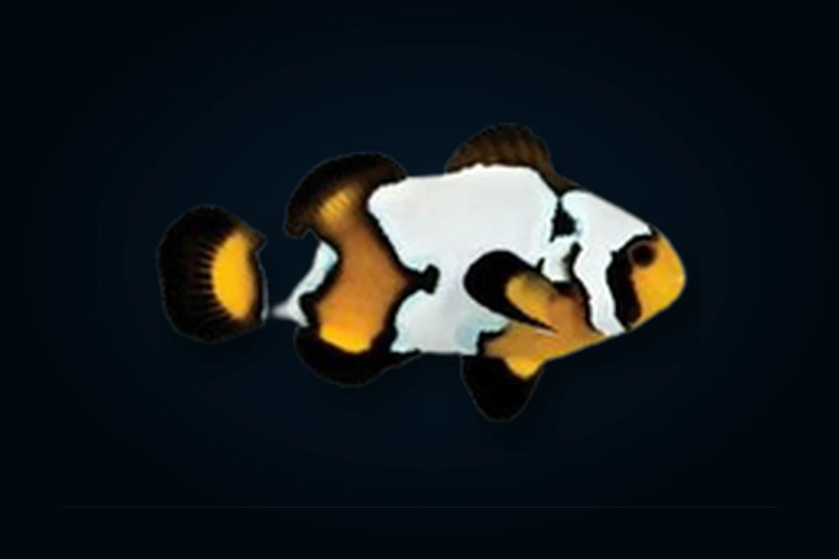 Snowflake Black Ice, Amphiprion ocellaris