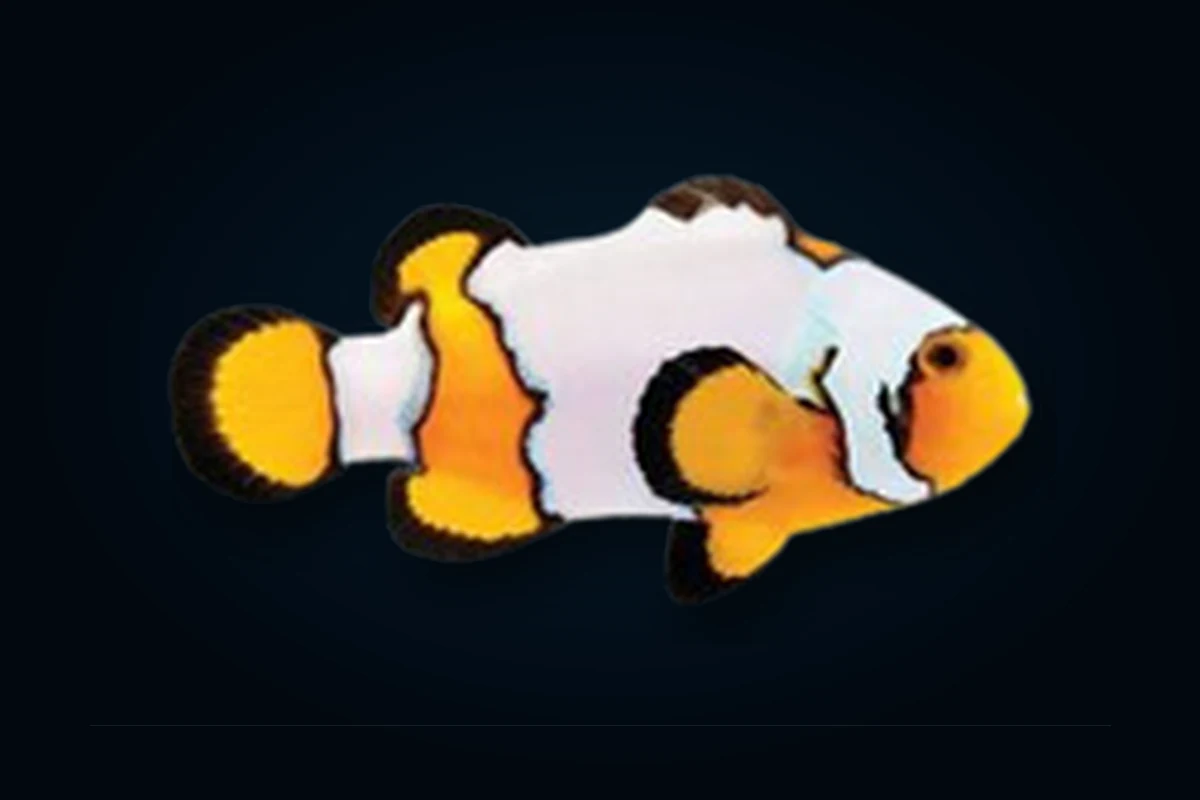 Snowflake Premium, Amphiprion ocellaris