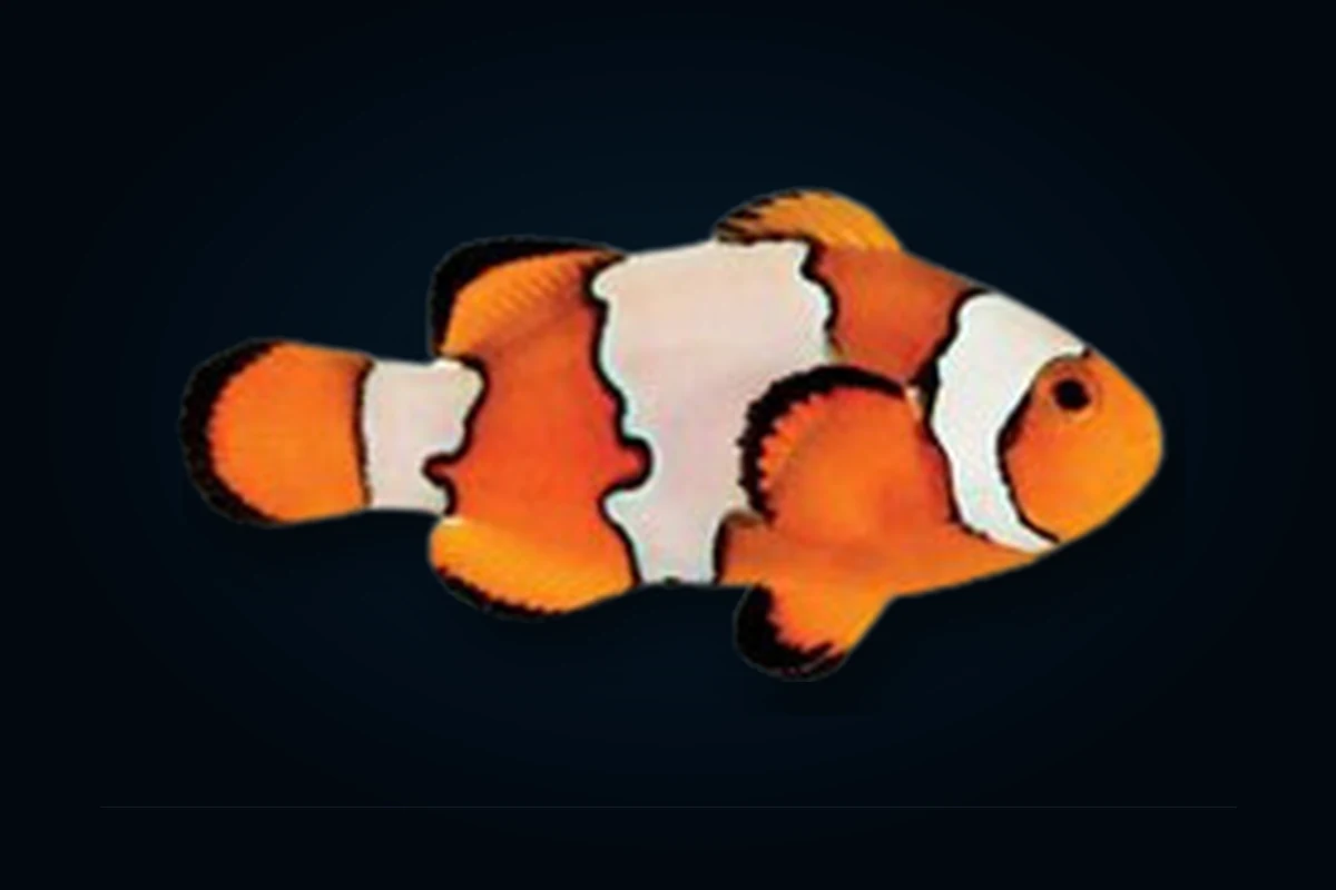 Snowflake, Amphiprion ocellaris