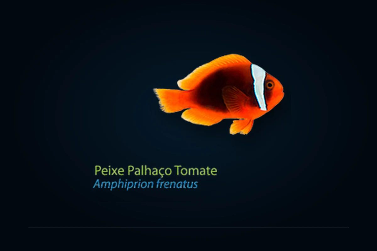 Tomate, Amphiprion frenatus