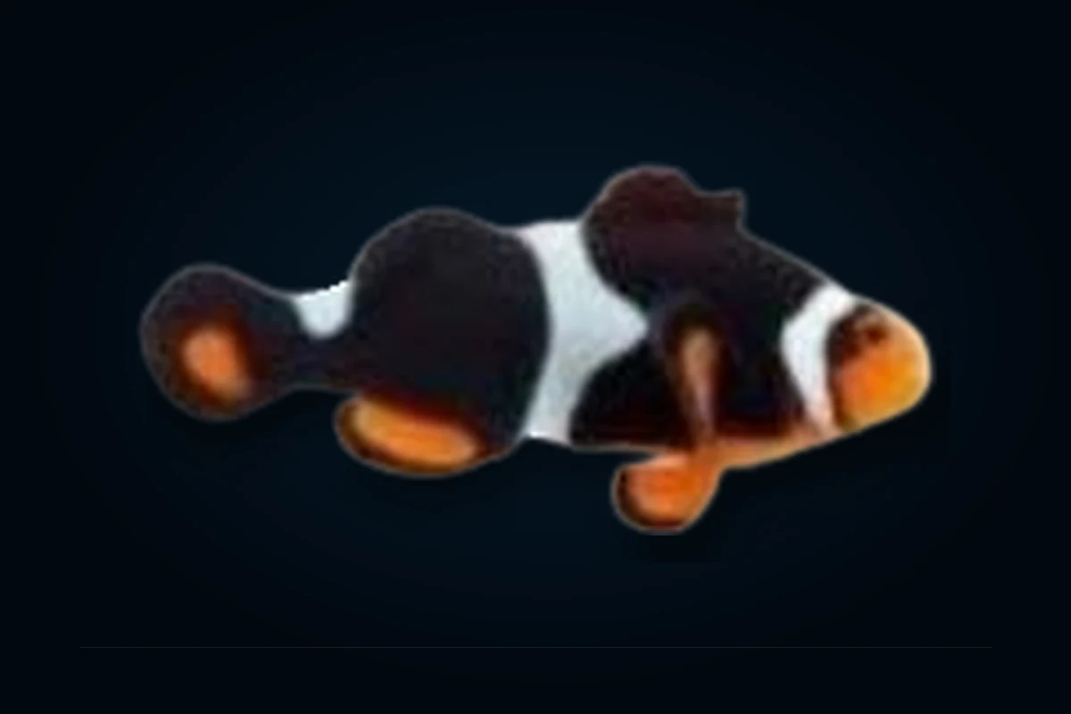 True Percula Ônix Misbar, Amphiprion percula