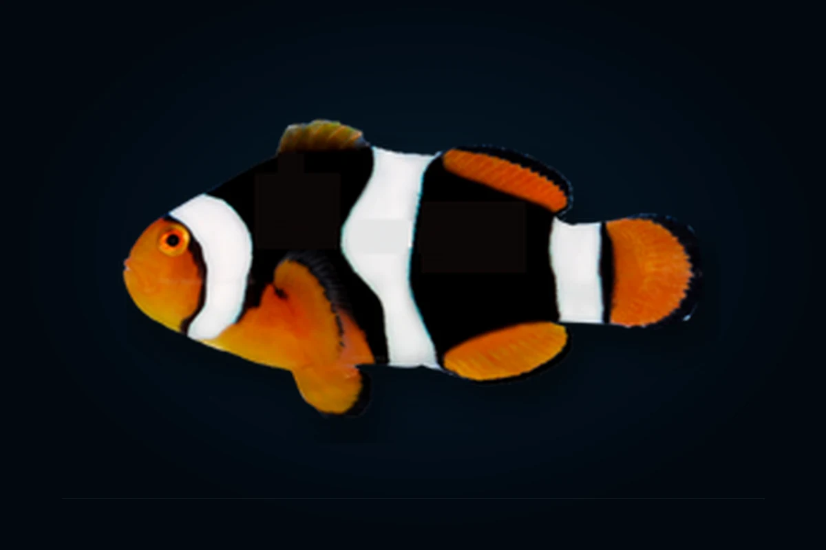 True Percula Ônix, Amphiprion percula