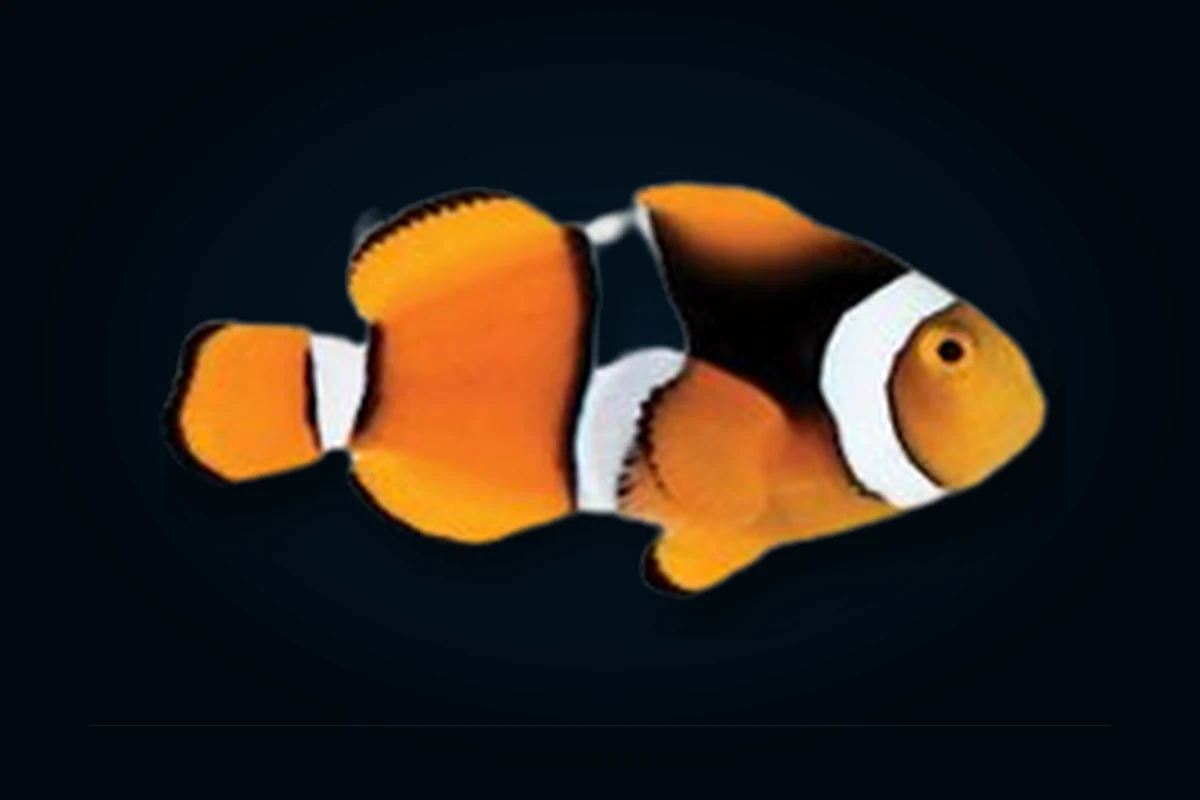 True Percula, Amphiprion percula