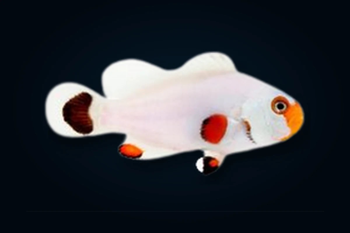 Wyoming White, Amphiprion ocellaris
