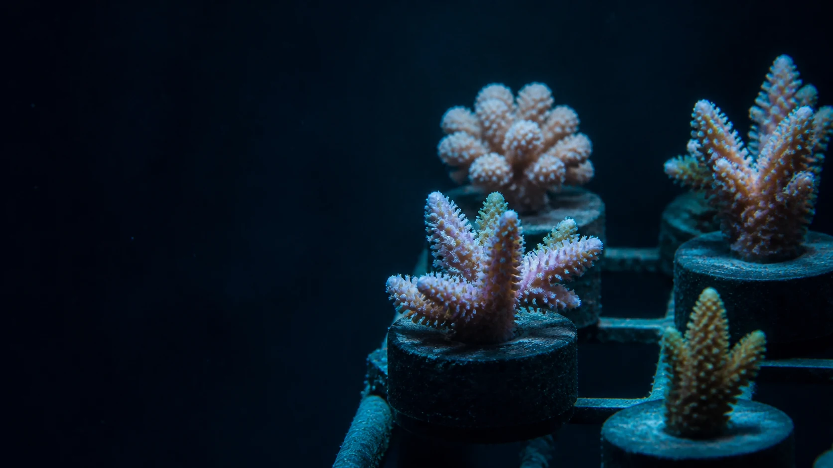 Fragmentos de corais cultivados em ambiente de pesquisa