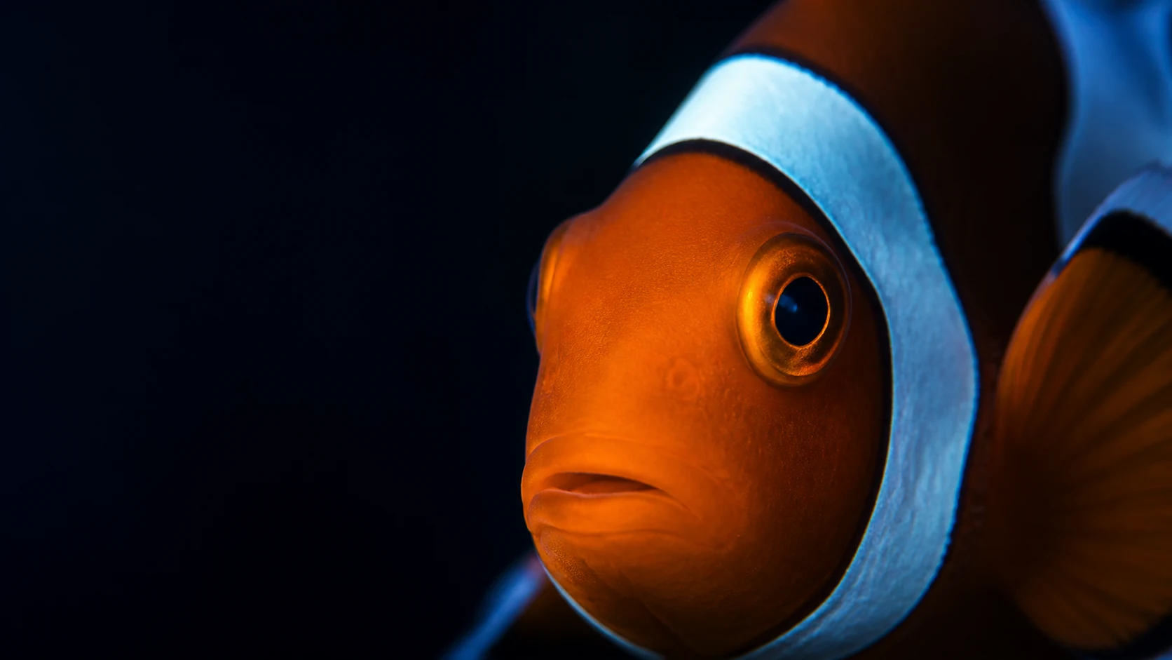 Close cinematográfico do olho de um peixe-palhaço marinho