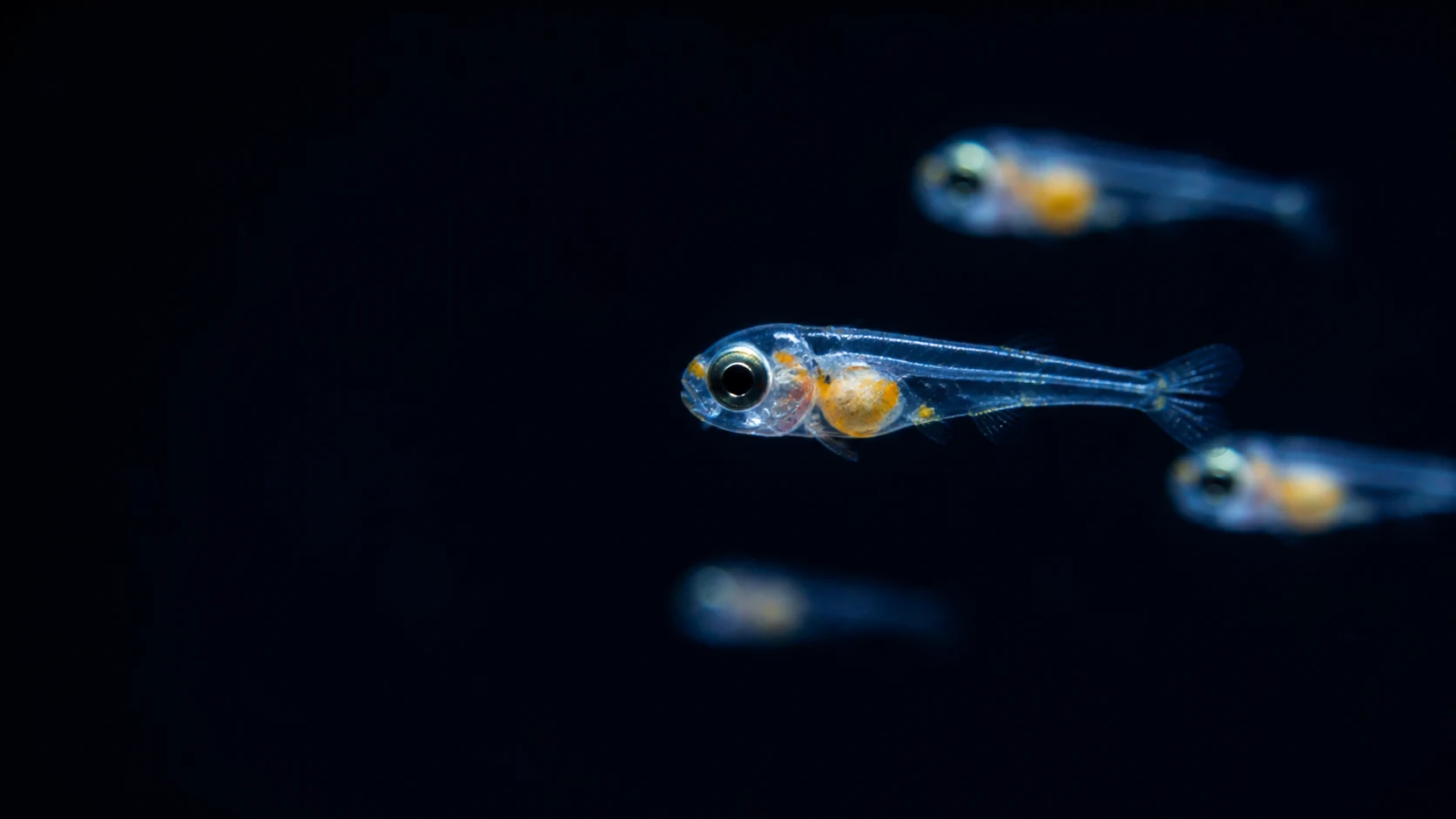 Larvas de peixes marinhos em água azul profunda